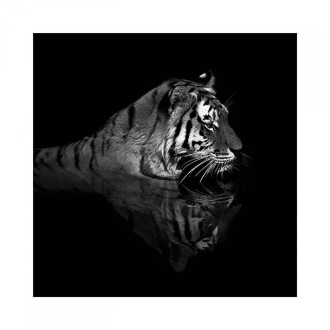 Tiger in Water Plakat / Fotografia w Desenio AB (11688)