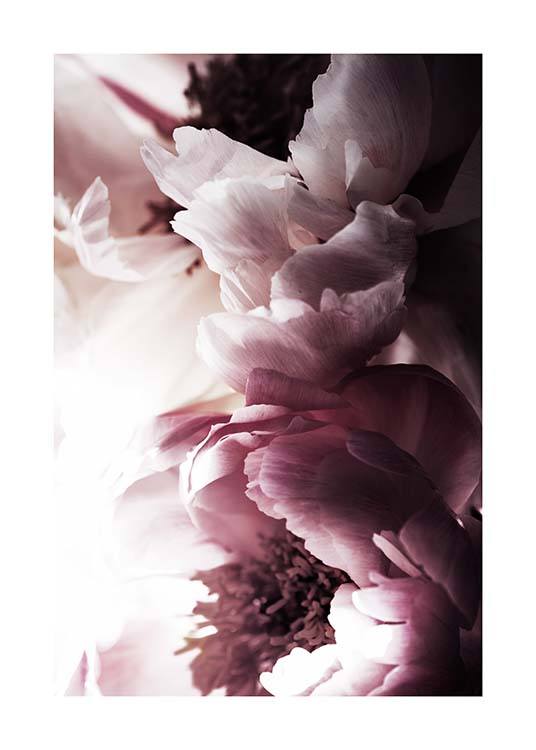 Dreamy Peony No2 Plakat