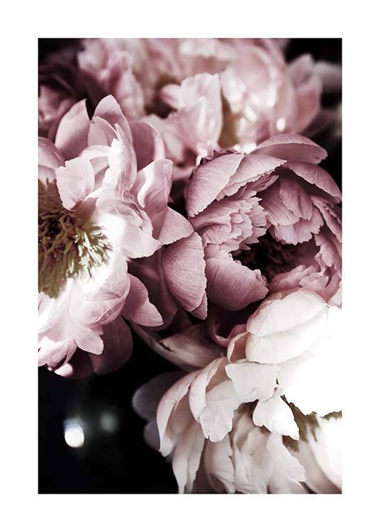 Dreamy Peony No3 Plakat
