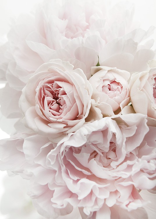  – Zdjęcie bukietu piwonii i róż w jasnoróżowym kolorze
