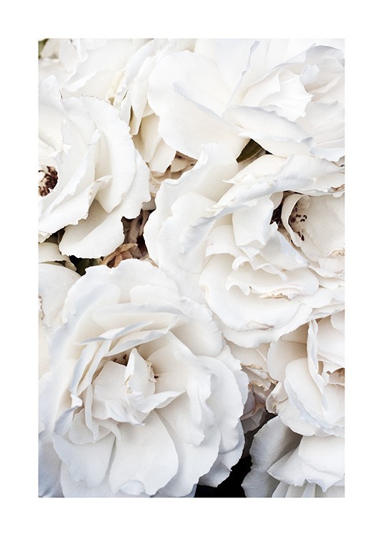  – Zdjęcie dużych, białych róż w bukiecie