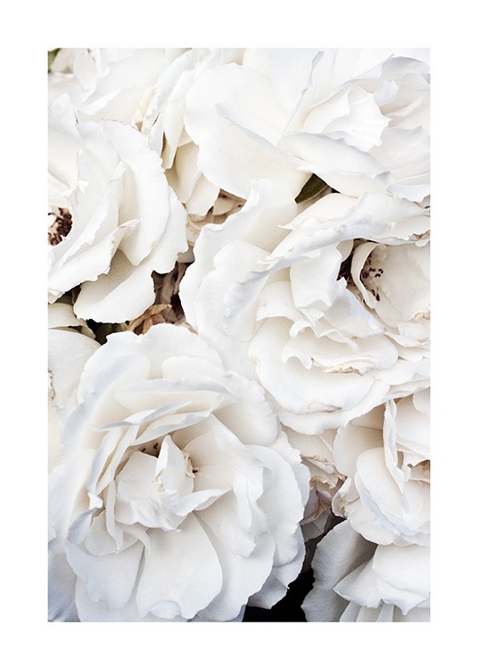 White Roses Plakat