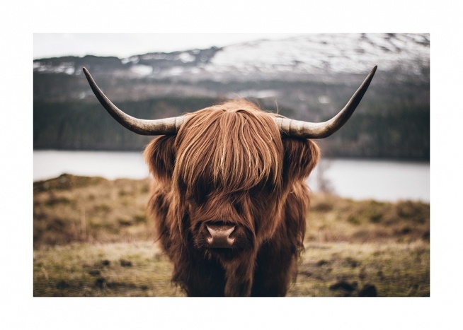 Scottish Highland Cattle Plakat / Zwierzęta w Desenio AB (11853)