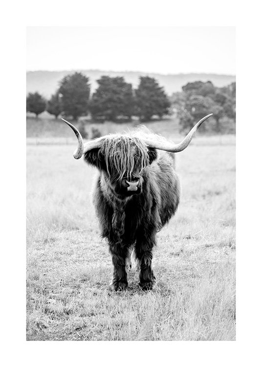 Highland Cattle B&W Plakat / Zwierzęta w Desenio AB (11854)