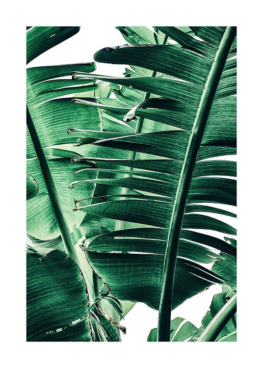Banana Palm Leaves No1 Plakat