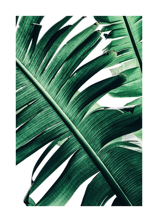 Banana Palm Leaves No2 Plakat