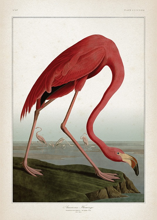 American Flamingo Plakat