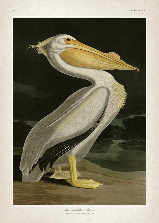 American White Pelican Plakat