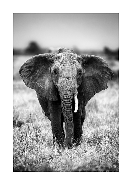 Elephant on the Savanna Plakat