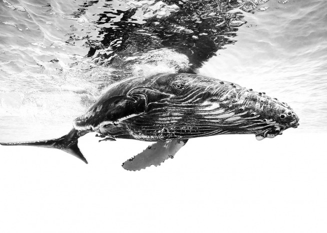 Humpback Whale B&W Plakat