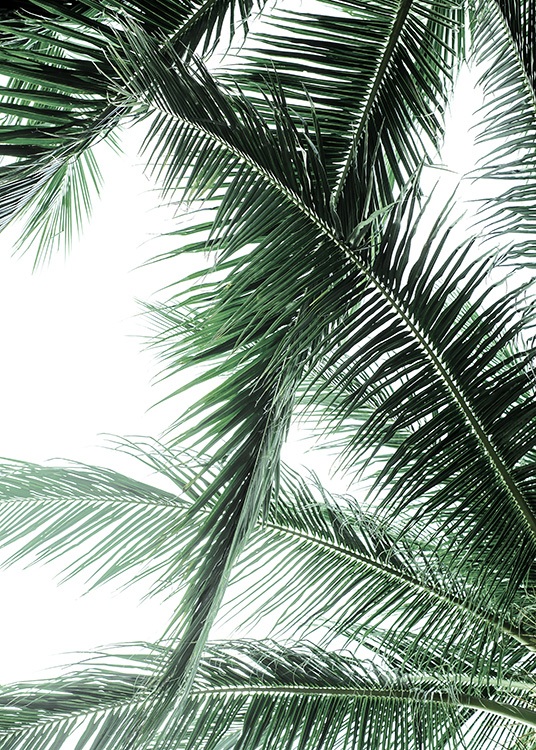 Palm Fronds Plakat