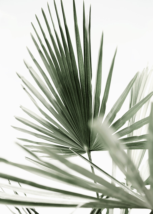 Tropic Palm Plakat