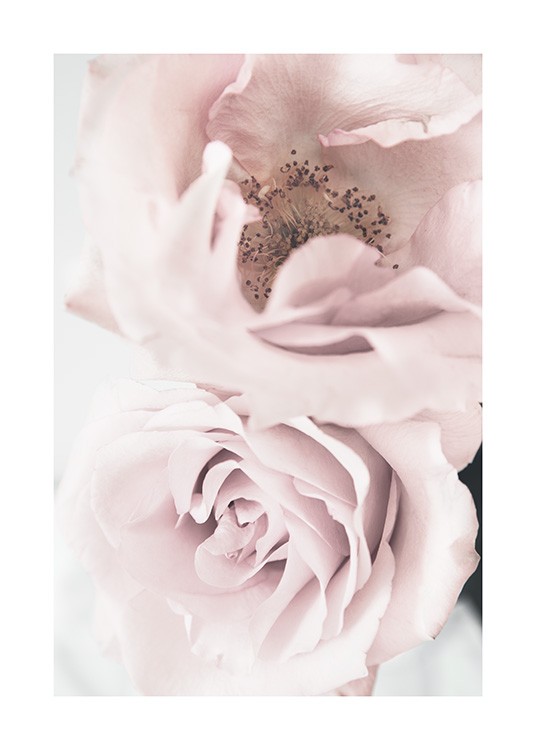 Elegant Roses Plakat