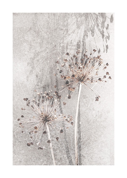 Dried Allium Flowers No1 Plakat