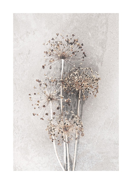 Dried Allium Flowers No2 Plakat