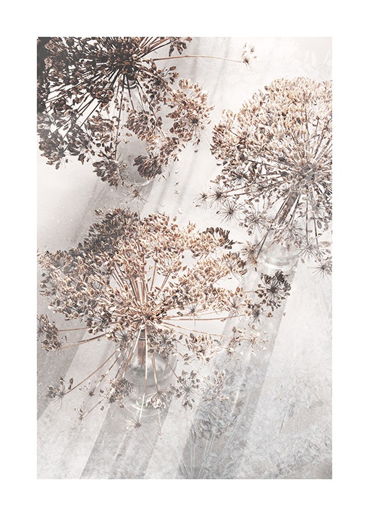 Dried Giant Hogweed No3 Plakat