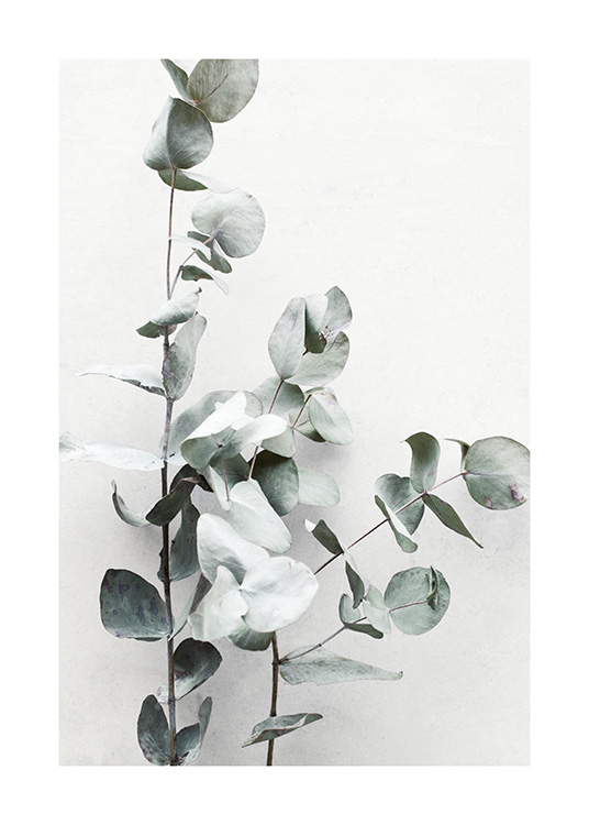 Eucalyptus Twigs No1 Plakat