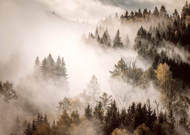 Misty Autumn Forest Plakat
