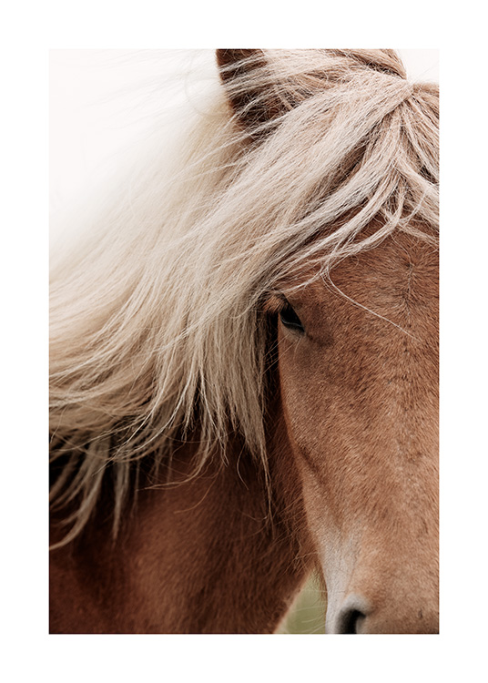 Chestnut Horse Plakat