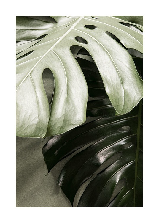 Monstera together Plakat