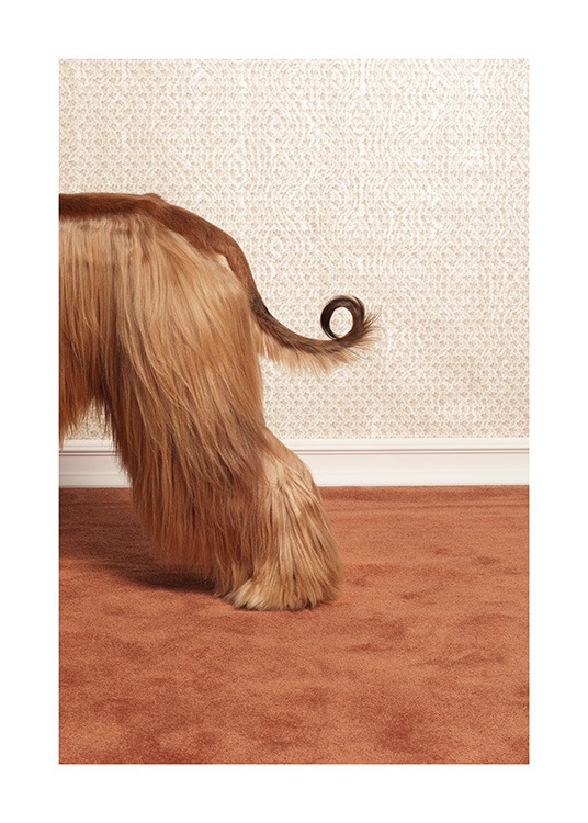 Afghan Hound Plakat