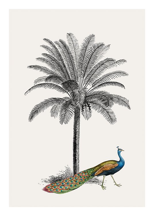 Royal Botanical Peacock Plakat