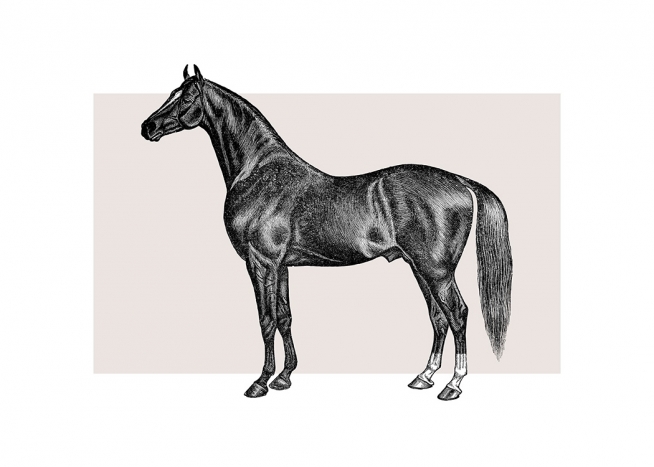 Vintage Horse Plakat