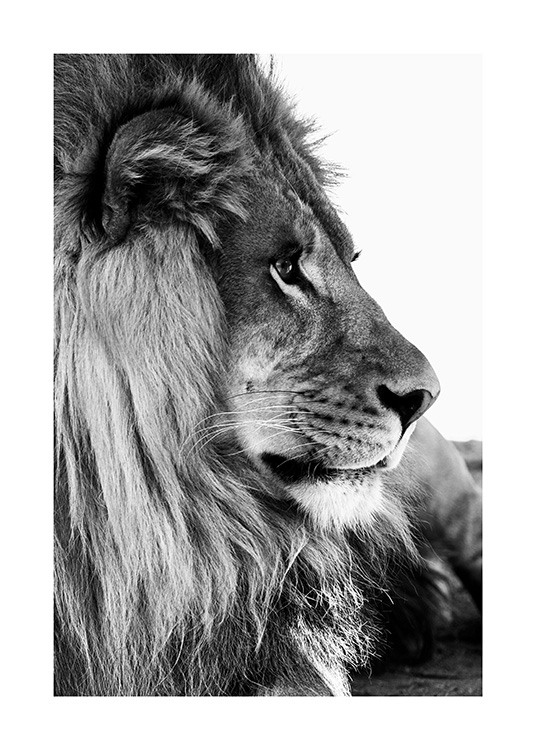 Lion Profile Plakat