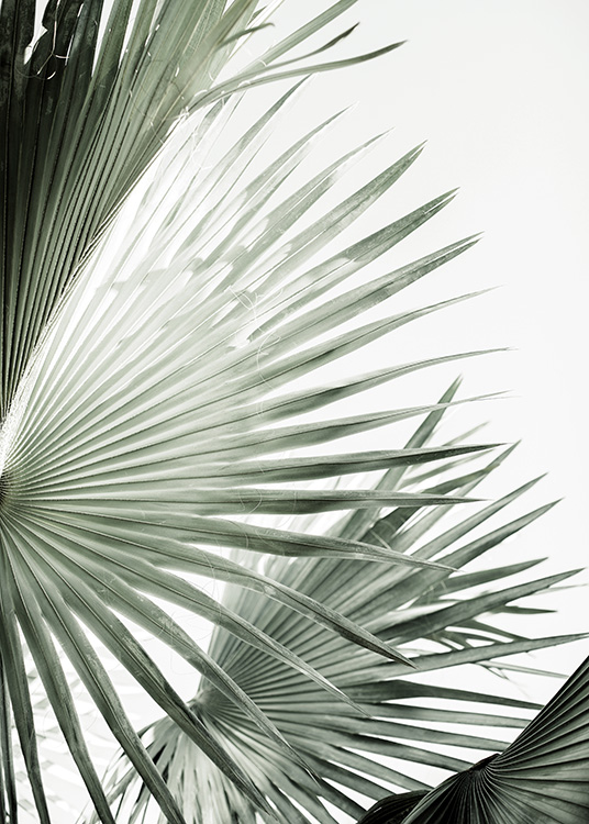 Green Palm Leaves Plakat