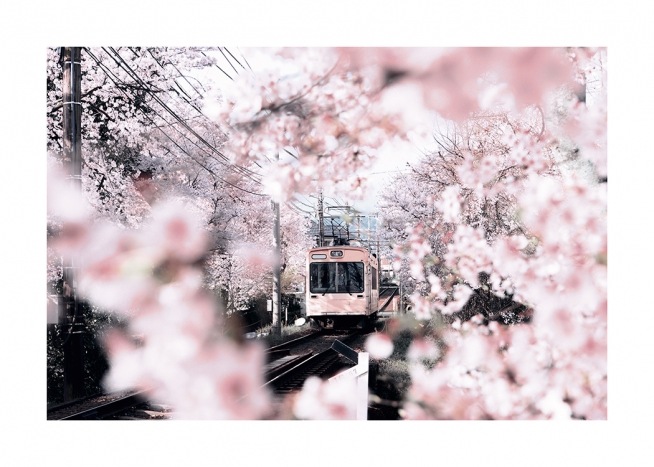  – Zdjęcie kwiatów wiśni i drzew otaczających różowy tramwaj