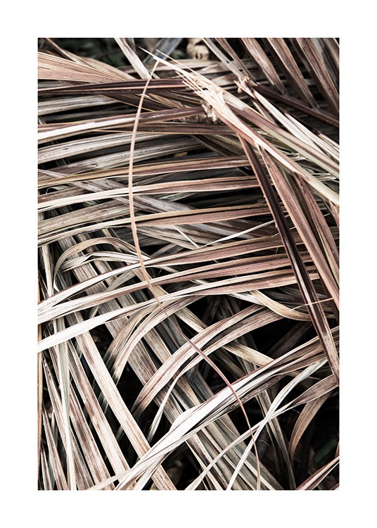  – Zdjęcie beżowych, zasuszonych liści palmowych