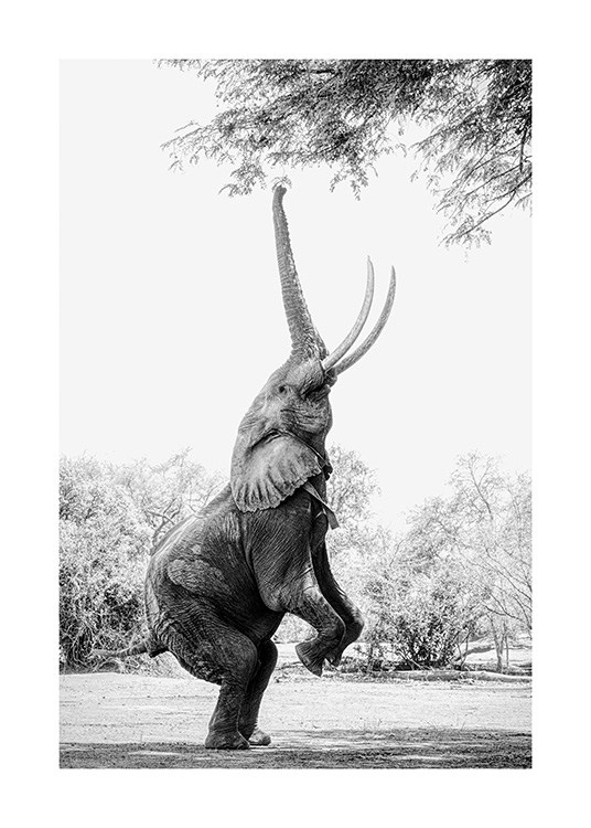 Balancing Elephant Plakat
