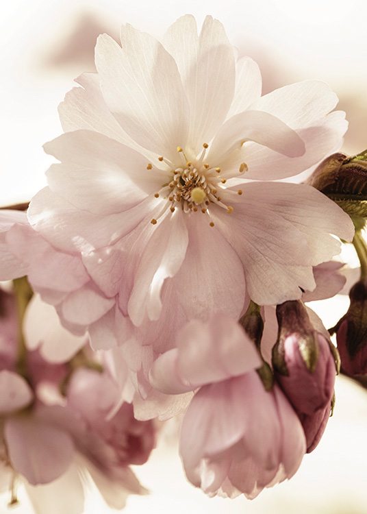  – Zdjęcie przedstawiające zbliżenie na różowe kwiaty wiśni
