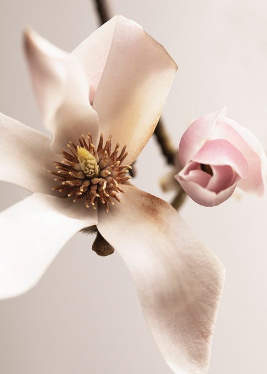  – Zdjęcie magnolii w białym kolorze obok różowego pączka magnolii, na jasnoróżowym tle