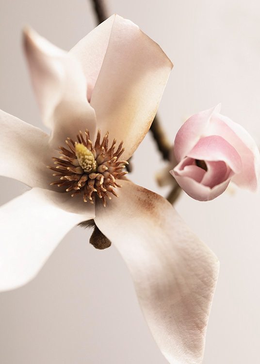 Magnolia Close Up No1 Plakat