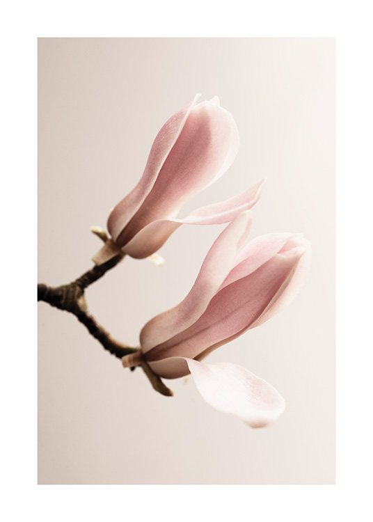 Magnolia Close Up No2 Plakat