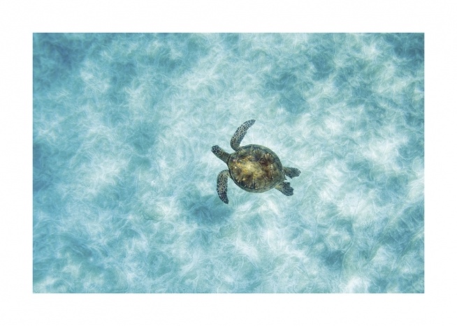 Green Sea Turtle Plakat