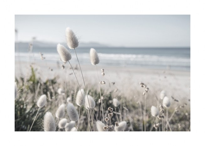 Beach Dune Grass Plakat