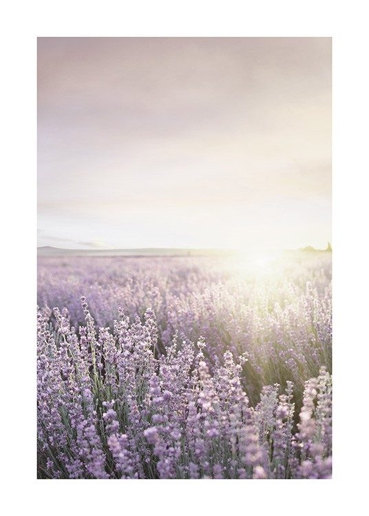Lavender Field Plakat
