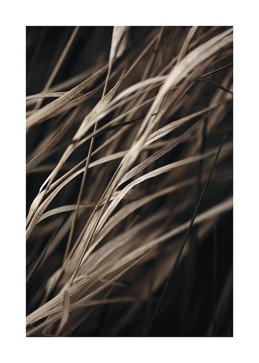 Brown Reeds Plakat