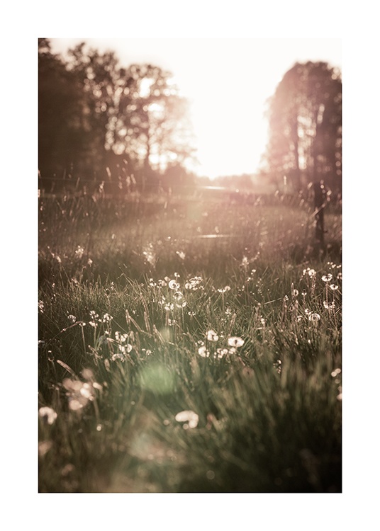  – Zdjęcie białych kwiatów na łące o zachodzie słońca