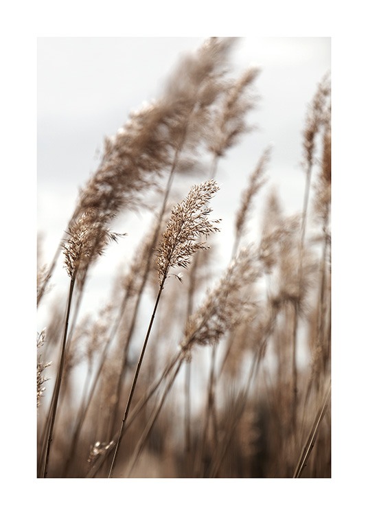 Swaying Reeds No1 Plakat