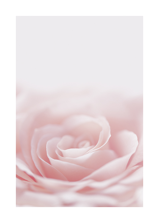 Blurry Rose Plakat