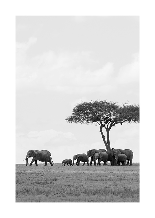  – Czarno-białe zdjęcie przedstawiające stado słoni pod drzewem na pustyni