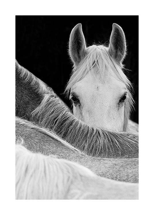 Gaze Of A Horse Plakat