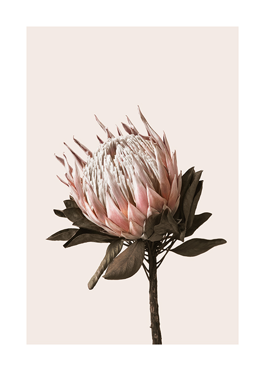 Dried Protea No2 Plakat