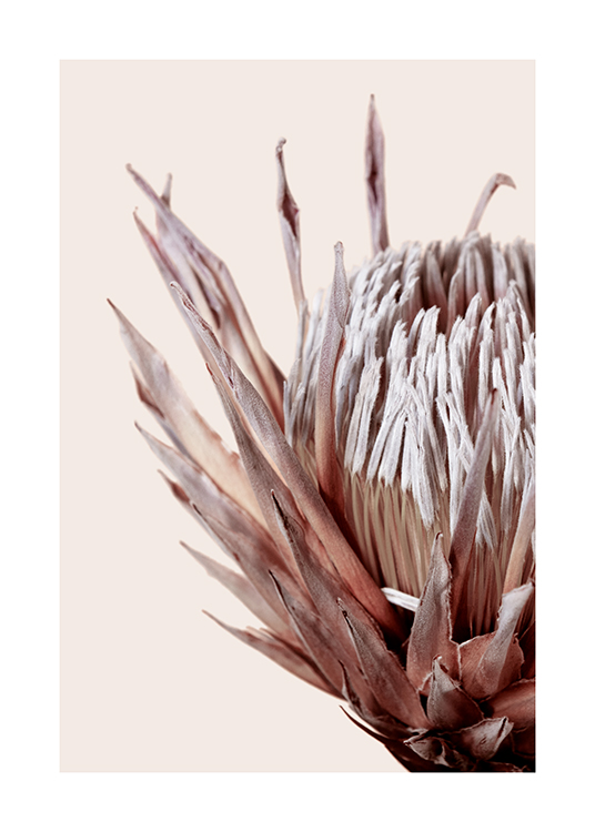 Dried Protea No3 Plakat
