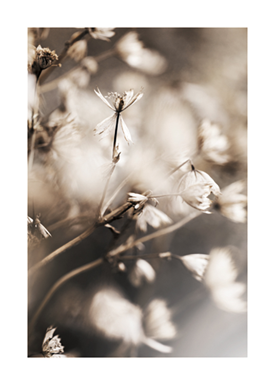  – Fotografia drobnych jasnobeżowych kwiatów w zbliżeniu, na rozmytym tle