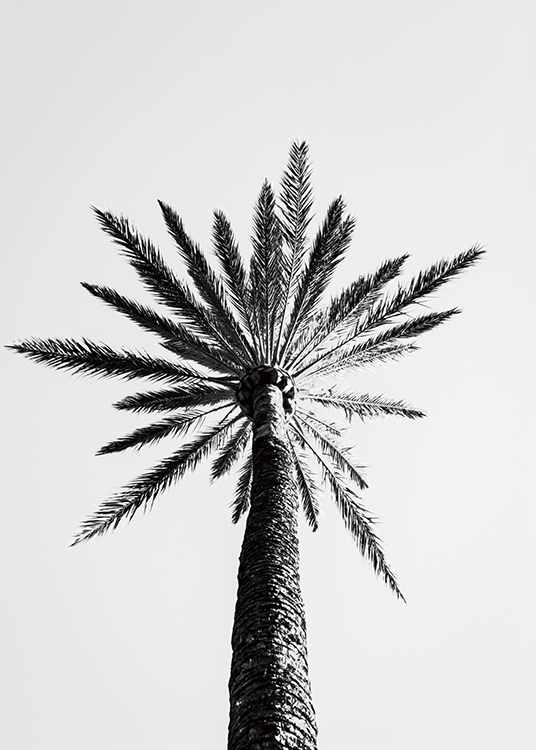  – Czarno-białe zdjęcie z dużą palmą widzianą od dołu