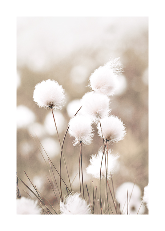  – Zdjęcie grupy wełnianek z białymi kwiatami, na rozmazanym, beżowym tle